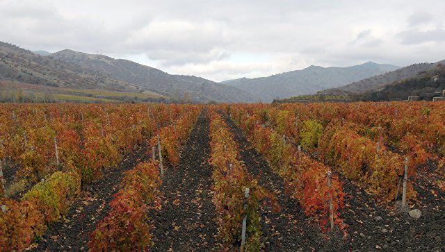 В Севастополе побили рекорд по высадке виноградников