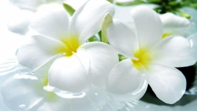 Минздрав РК: Акция «Белый цветок» - продолжение традиций благотворительности, существовавших в России с 20 века