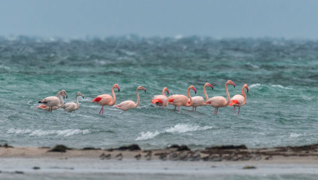 Из Азии и Турции: в Крым на «зимовку» прилетели фламинго - фото