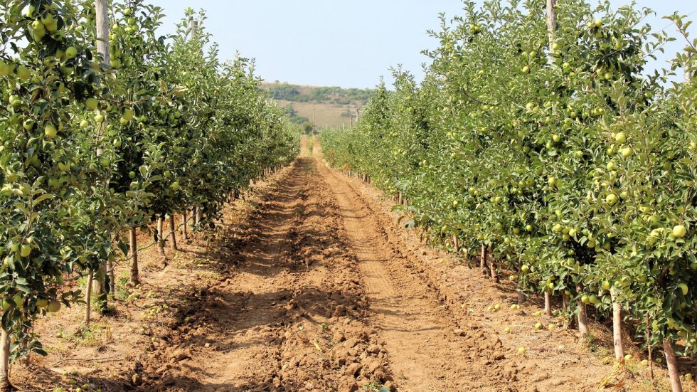 Площадь многолетних плодовых насаждений увеличена до 377 гектаров с начала 2020 года – Андрей Рюмшин