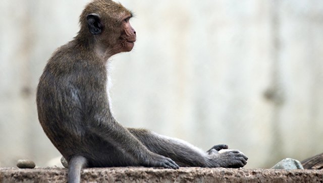Чем опасен обезьяний герпес В для человека – биолог