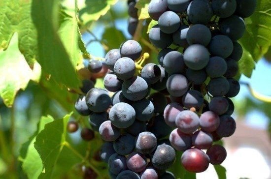 Госдума отклонила закон о виноградарстве и виноделии