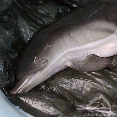 Дельфина-малютку в Севастополе сгубили «добрые» отдыхающие