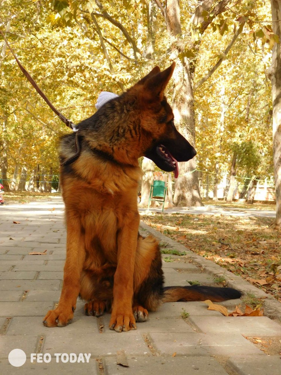 Выставка собак КРАСА КАФЫ в Феодосии #5004