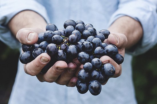 Узбекского винограда в России станет больше