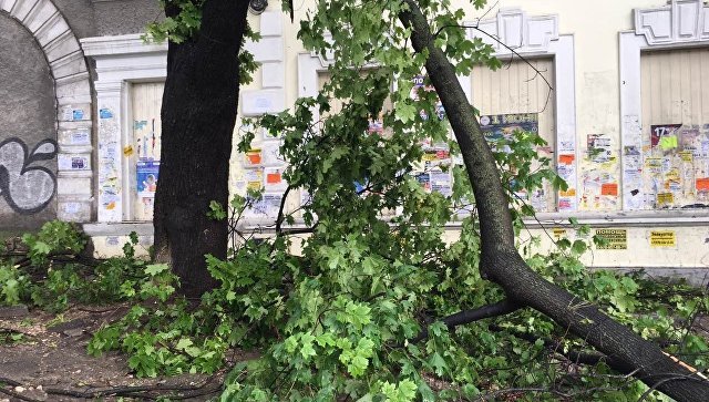 «Пришло время обновлять»: в Симферополе вырубят все аварийные деревья