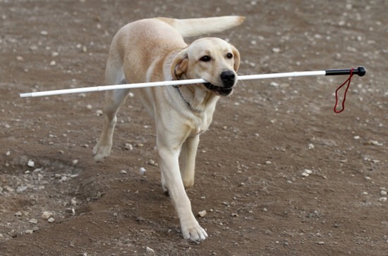 Собак-поводырей предлагают считать исключением из правил