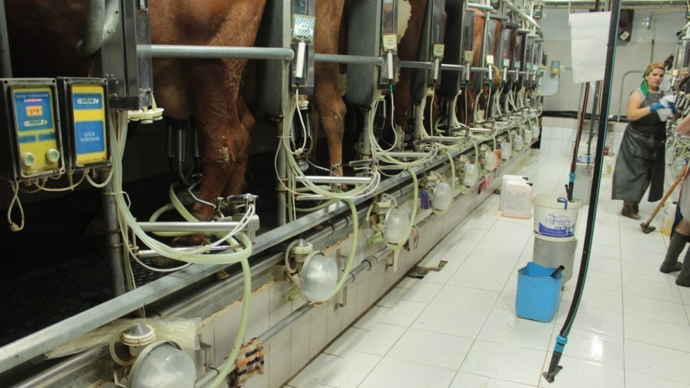 В сельхозорганизациях Крыма наблюдается рост суточного валового производства молока более, чем на 6% - Андрей Рюмшин
