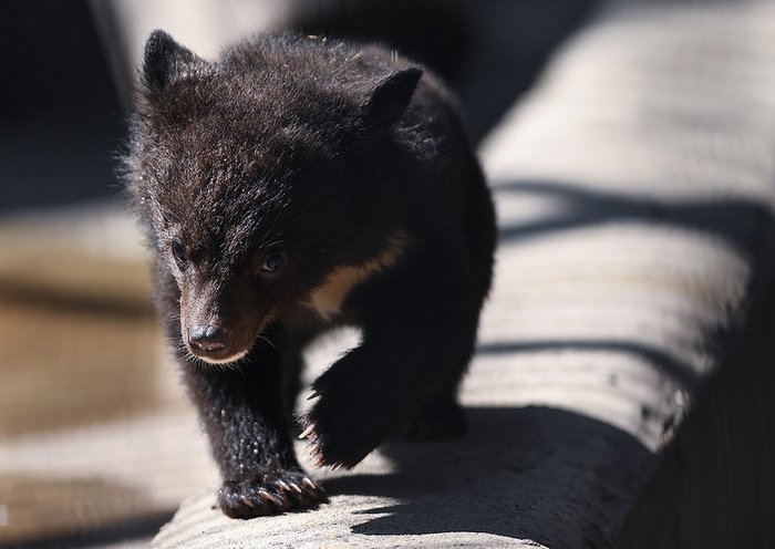 В России открыли первый приют для медведей-сирот с искусственными берлогами