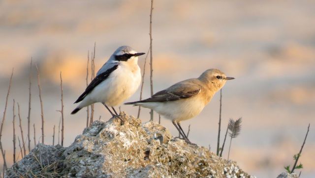 Как в Крыму живется перелетным птицам: миграции, зимовки, кочевки