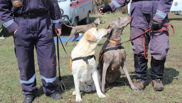 В Крыму собак учат искать людей под завалами и в лесу - фото