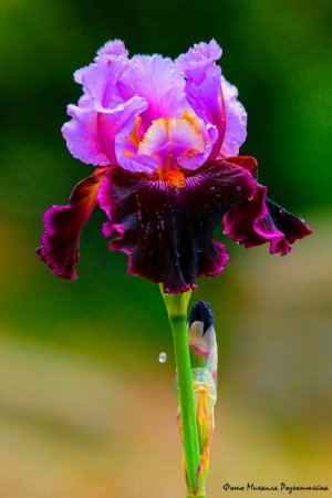 В Никитском саду – пик цветения высокорослых гибридных ирисов