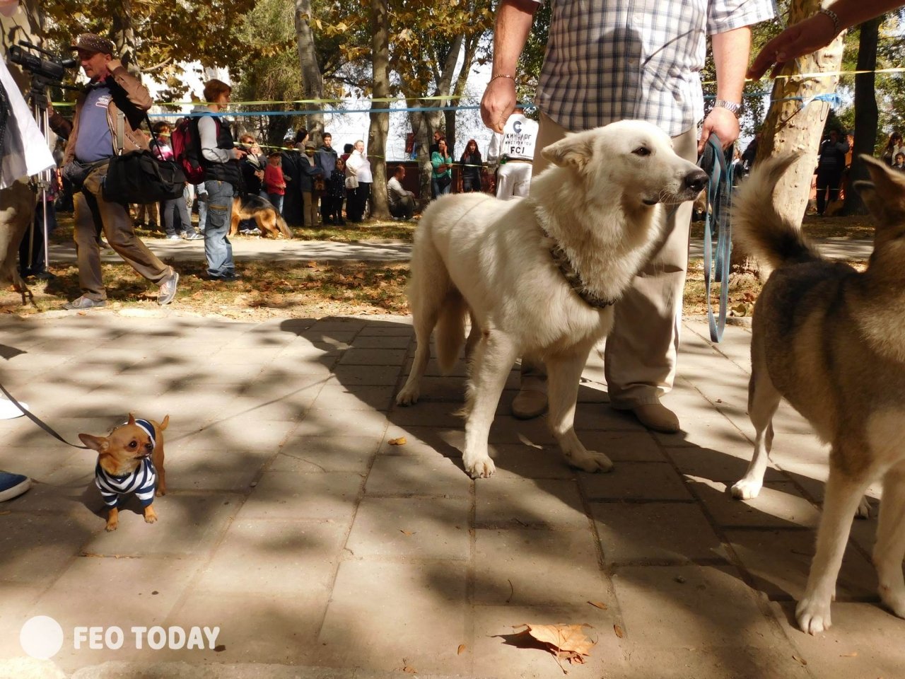 Выставка собак КРАСА КАФЫ в Феодосии #5169