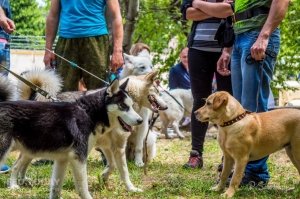 Плановая выставка собак, май 2018 #11350