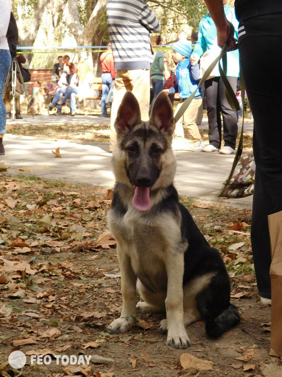 Выставка собак КРАСА КАФЫ в Феодосии #5085