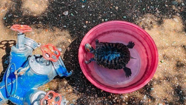 Родилась в рубашке: на пожаре в Севастополе спасли черепаху - видео