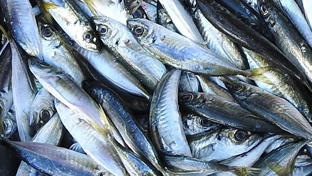 Опасная ставрида: на ЮБК уничтожили 750 кг рыбы