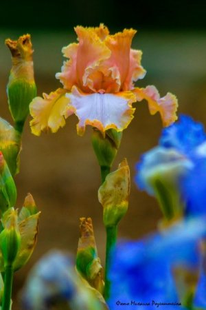 В Никитском саду – пик цветения высокорослых гибридных ирисов