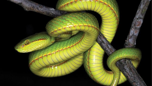 В Индии открыли новый вид змеи и назвали в честь Слизерина