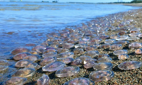 К Крыму со стороны Азовского моря подобрались полчища медуз