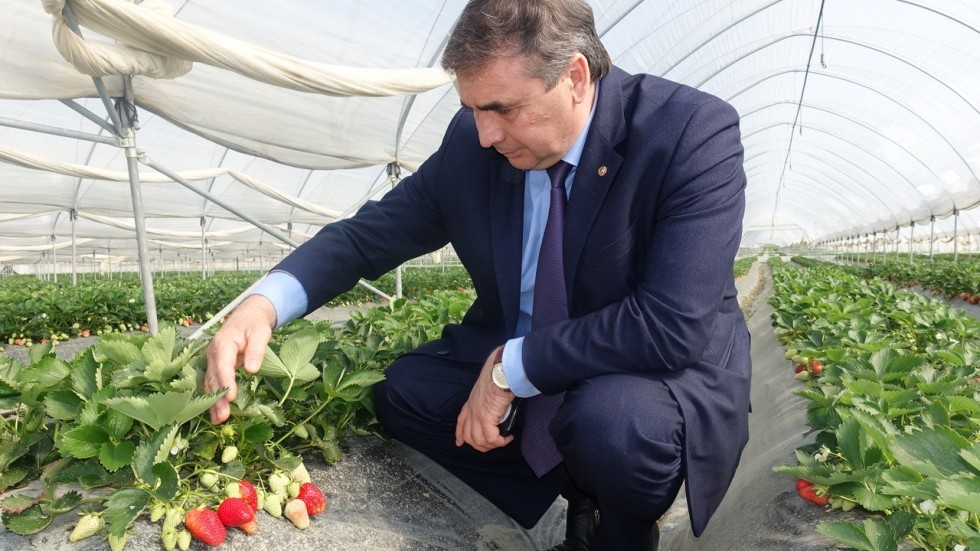 Андрей Рюмшин: Крымские аграрии собрали порядка 10 тонн земляники садовой закрытого грунта