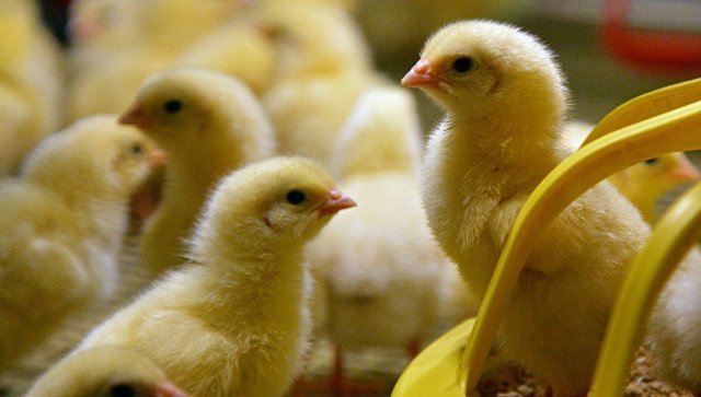 На Крымском мосту задержали 600 цыплят без документов