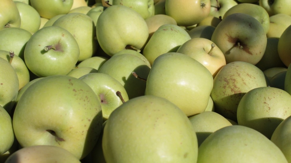 Андрей Рюмшин: Крымские аграрии собрали более 200 тонн яблок
