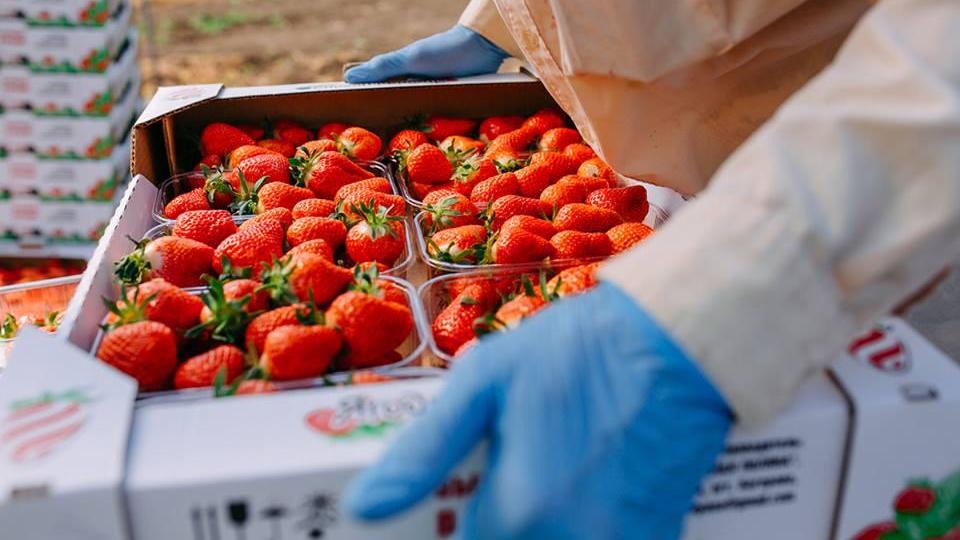 Андрей Рюмшин: Крымские аграрии собрали 4 тысячи тонн плодово-ягодной продукции