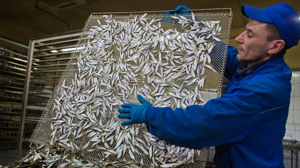 Андрей Рюмшин: Порядка 33 млн рублей господдержки в 2020 году выделено на развитие отраслей рыбного хозяйства Крыма