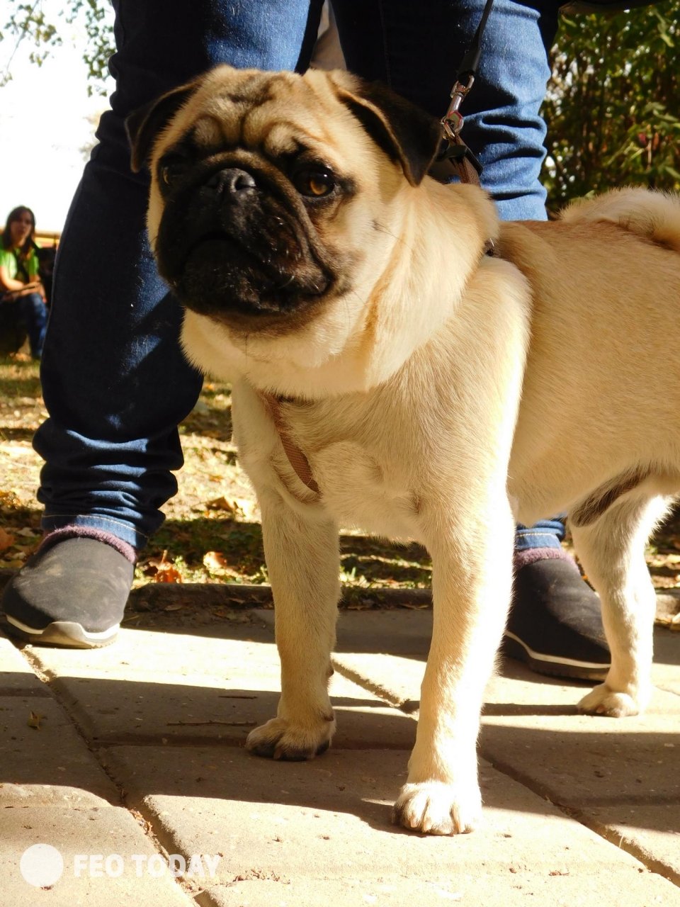 Выставка собак КРАСА КАФЫ в Феодосии #5031