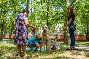 Плановая выставка собак, май 2018 #11327