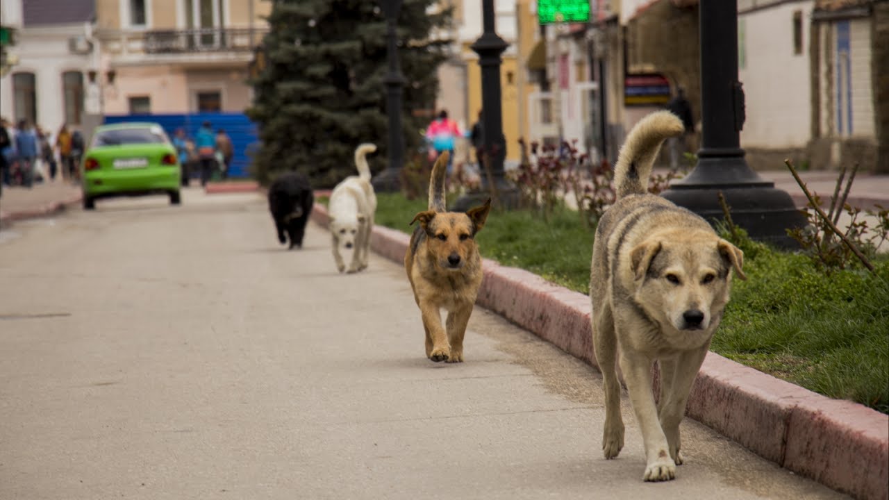 Сергей Фомич принял меры по массовой травле собак в Феодосии
