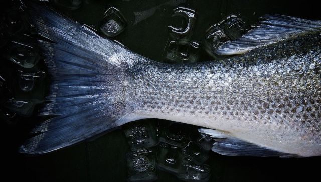 Жара убивает рыб в водоемах Краснодара - Россельхознадзор
