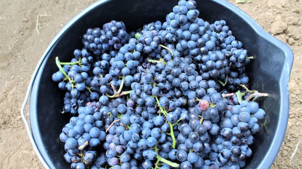 Андрей Рюмшин: Крымские аграрии завершили уборку винограда
