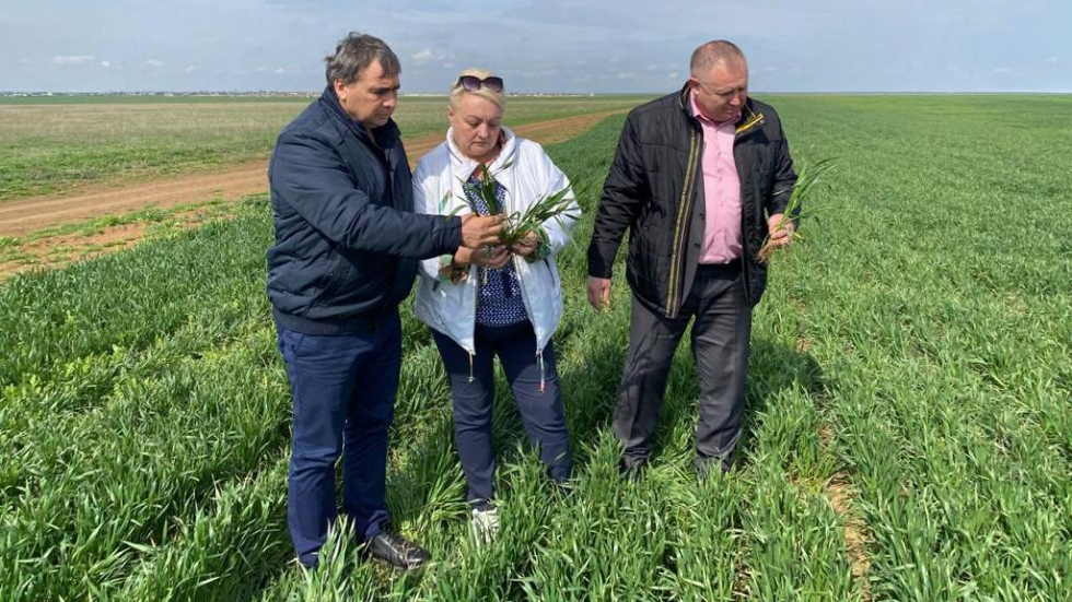 Андрей Рюмшин: В Республике Крым завершается сев ранних яровых зерновых культур