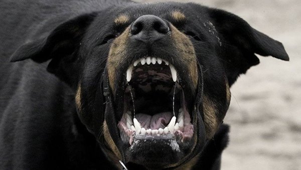 Обаятельны и опасны: названы породы собак, чей выгул без намордника запрещен