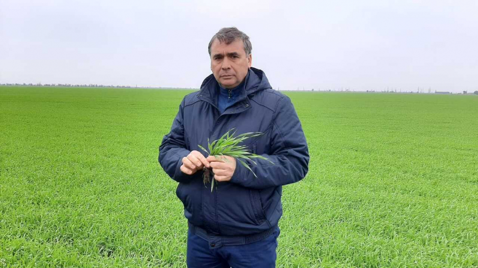 Андрей Рюмшин: В Республике Крым получено более 90% всходов озимых зерновых культур