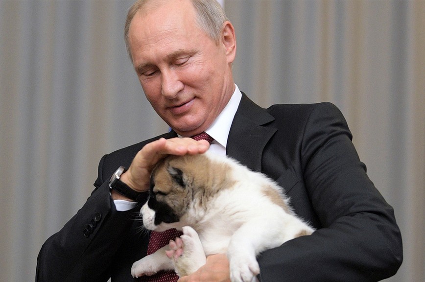 Путин поручил подготовить поправки об учете домашних животных и мониторинге бродячих