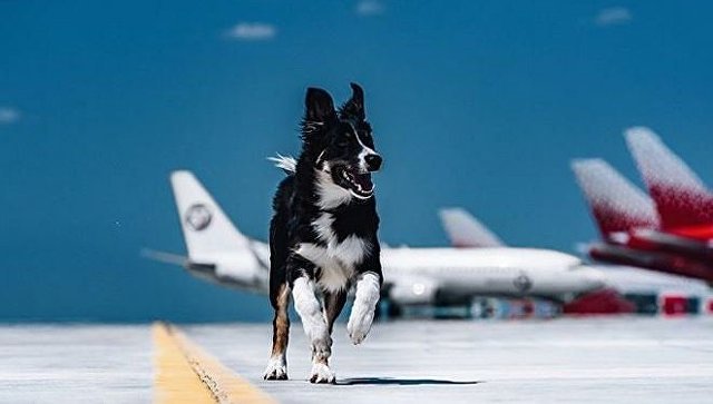 Символ аэропорта «Симферополь» - собака Алиса - официально вышла «на работу»