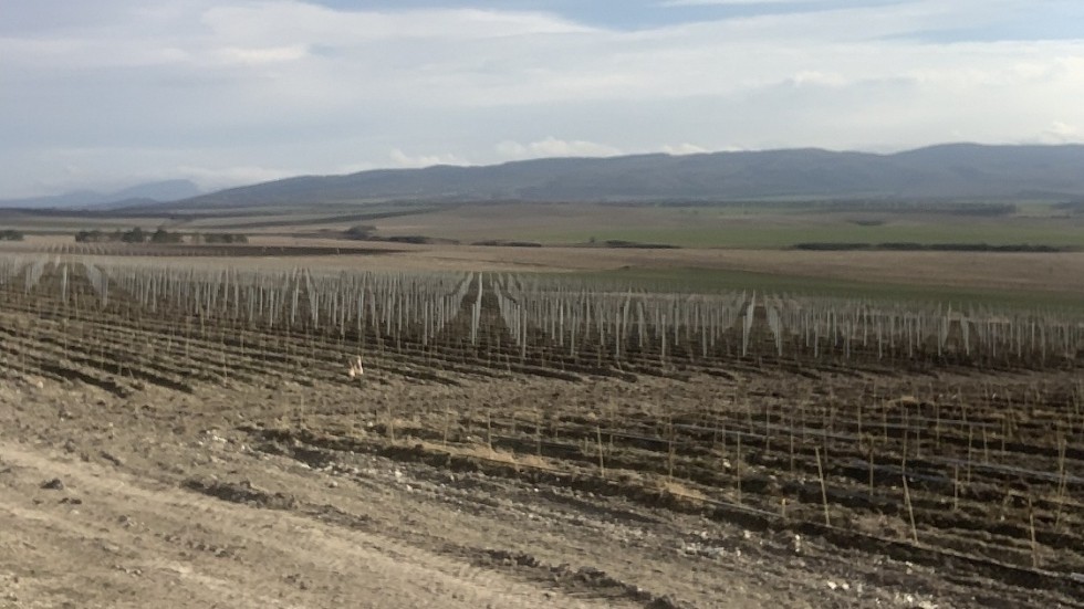 Минсельхоз РК: Инвестор заложит 20 гектаров виноградников в Белогорском районе