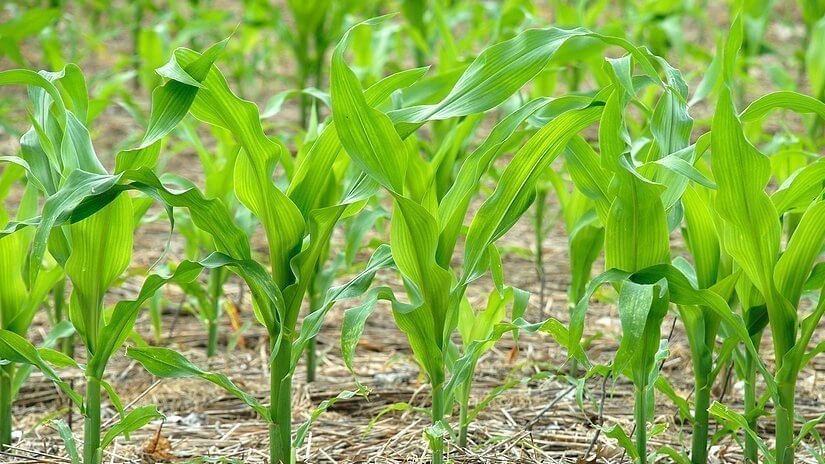Андрей Рюмшин: Крымские аграрии приступили к севу кукурузы