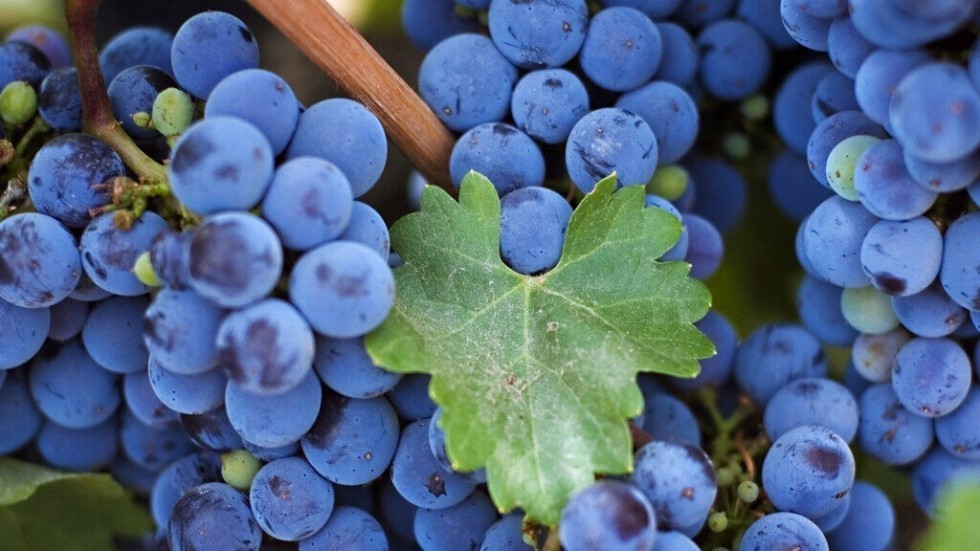 Крымские аграрии повторили рекорд прошлого года по сбору урожая винограда