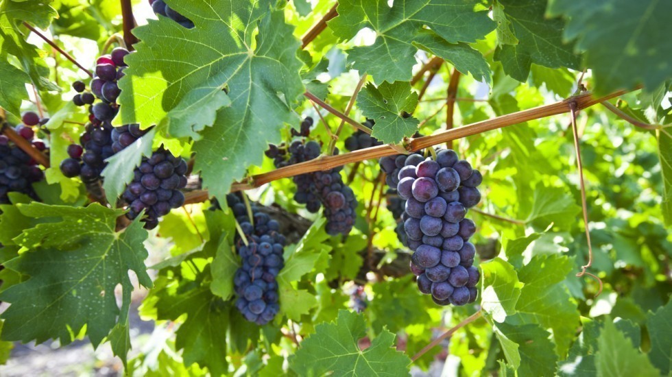 Федеральный закон пропособствовал резкому снижению импорта винодельческой продукции в Республике Крым и увеличил спрос на крымские вина – Андрей Рюмшин