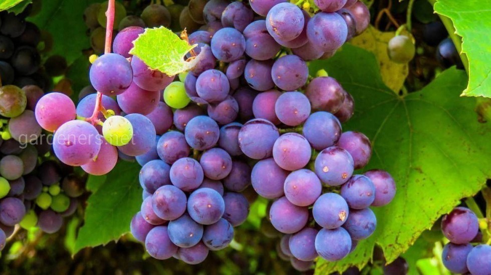 Андрей Рюмшин: В 2021 году крымские сельхозпроизводители планируют собрать порядка 100 тысяч тонн винограда