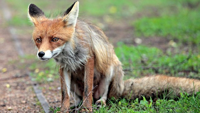 В Балаклаве ввели карантин из-за покусавшей мальчика бешеной лисы