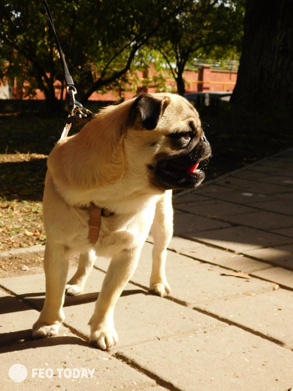 Выставка собак КРАСА КАФЫ в Феодосии #5034