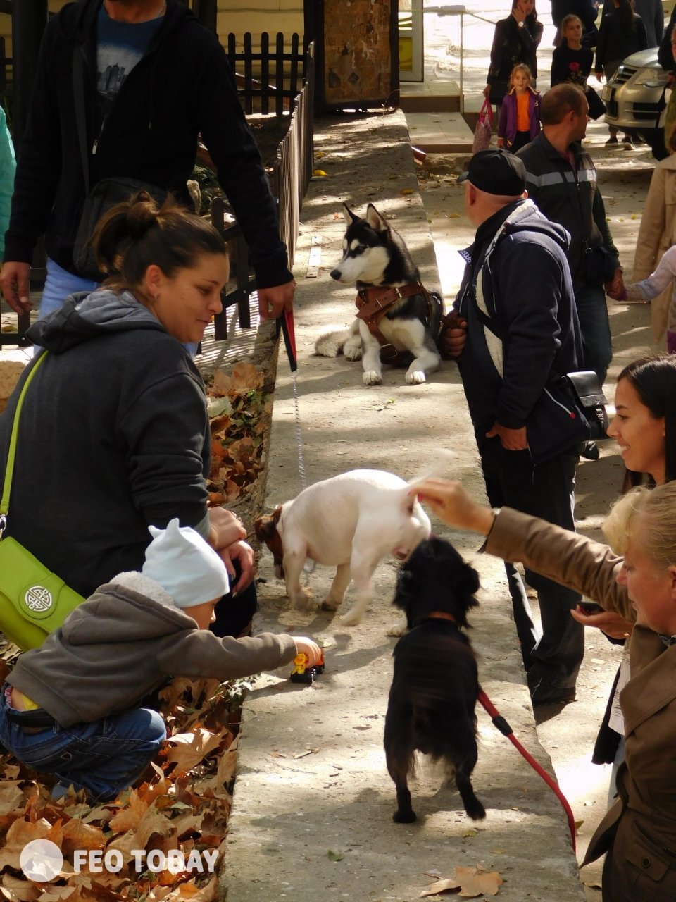 Выставка собак КРАСА КАФЫ в Феодосии #5053