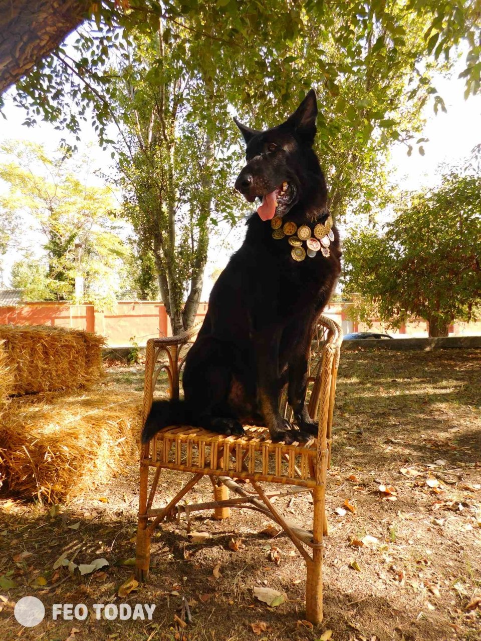Выставка собак КРАСА КАФЫ в Феодосии #5007