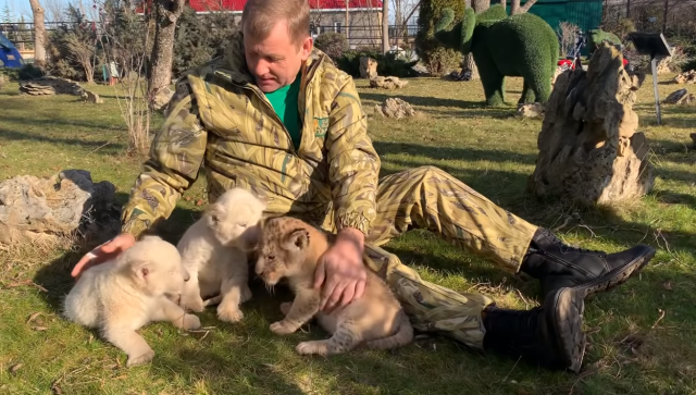 В сафари-парке «Тайган» родились необычные львята – видео