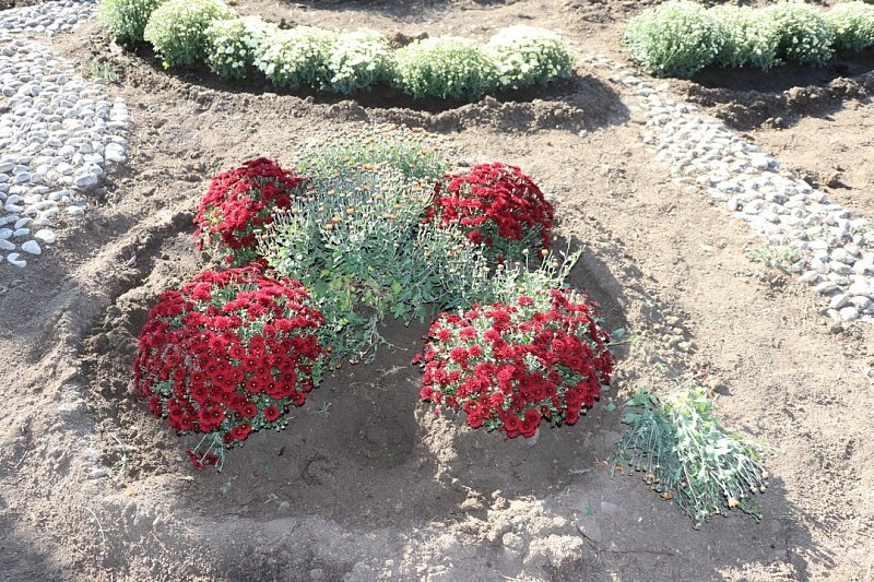 В Феодосии в очередной раз украли цветы с городских клумб